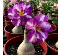 Rosa desertica perenne resistente all'inverno/Resistente e Facile da Curare/Facile da coltivare e richiede poca manutenzione(OPVDJD)-D-3 Rhizome