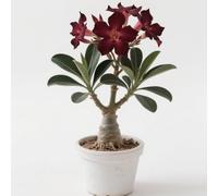 Rosa desertica perenne resistente all'inverno/Resistente e Facile da Curare/Facile da coltivare e richiede poca manutenzione(OPVDJD)-B-5 Rhizome