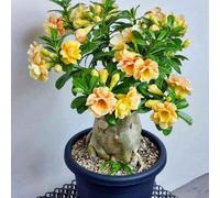 Rosa desertica perenne resistente all'inverno/Resistente e Facile da Curare/Facile da coltivare e richiede poca manutenzione(OPVDJD)-A-2 Rhizome