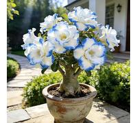 Rosa deserto/bulbi - Adenium obesum - balcone ufficio giardino precoce 4Rhizome
