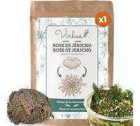 Rosa di Gerico - Pianta della resurrezione - Selaginella Lepidophylla, Pianta di dinosauro [soddisfatti o rimborsati]