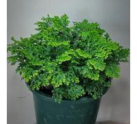 rosa di gerico - Selaginella lepidophylla Aiuole rialzate per il giardino in vaso balcone con roccioso 1bulbi