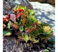 rosa di gerico - Selaginella lepidophylla balcone Aiuole rialzate per il giardino serre resistenti, adatte al pieno sole 6bulbi