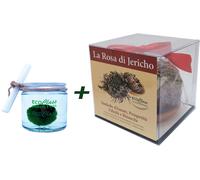 Rosa di Jericho e Marimo