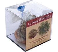 ROSA DI JERICHO jerico gericho gerico salaginella lwpidophylla