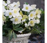Rosa di Natale Advent Star 1L - Bellissimi fiori durante il Natale