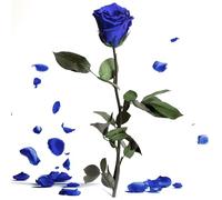 Rosa Eterna Blu - Lunga 3 Anni di Rose Vere Conservate Con Manico Lungo 30-35 cm in Scatola - Infinite Rose Durevoli per Regali da Donna Con Occhi Blu e per Vaso di Fiori