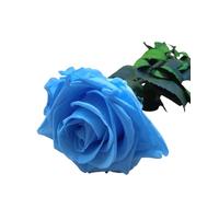 Rosa ETERNA Blu. Rosa Blu conservato. Colore: Azzurro Cielo. Rose Blu eterne. Fiori conservati. Prodotto in Spagna.