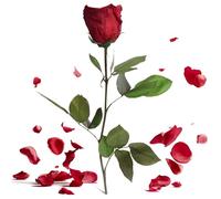 Rosa eterna Rosso scuro - vera rosa conservata duratura 3 anni 30-35 cm in scatola - rosa eterna con gambo per vaso da fiori, accessori decorativi rossi moderni e regali d'amore per donne (Bordeaux)