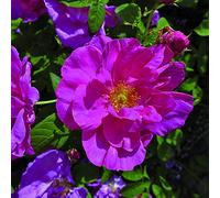 Rosa Gallica Officinalis, rosa viva antica di Rose Barni®, rosa in vaso antica con fiori grandi, semidoppo rosso cremisi, cod. 75214.
