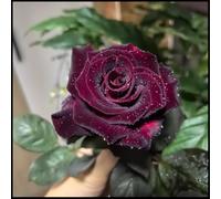 Rosa ibrida/Rosa rara/Rizoma/Resistente/Giardino/Facile da curare/Decorazione per esterni-1 Rizoma-D