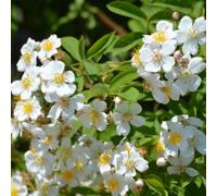 Rosa multiflora giardino in vaso interna resistenti 100semi