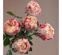rosa - per i luoghi soleggiati in vaso decorazione giardino balcone 60semi