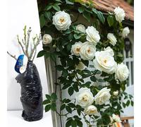 Rosa rampicante bianca a radice nuda - Rosa resistente ed elegante per bordi da giardino, tralicci da arrampicata e siepi da sentiero