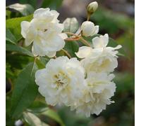 Rosa rampicante Bianca "Banksiae Alba Plena" pianta di rose rifiorente in vaso ø9 cm Vivaio di Castelletto