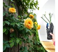 Rosa rampicante gialla a radice nuda "Goldfassade", rosa resistente per esposizioni verticali vivaci, bordi del giardino e accenti per vialetti