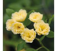 Rosa rampicante Gialla "Banksiae Lutea" pianta di rose rifiorente in vaso ø9 cm Vivaio di Castelletto