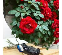 Rosa rampicante rossa a radice nuda "Paul Scarlet" - Rosa audace e profumata per arrampicata su traliccio, bordi del giardino e caratteristiche del paesaggio