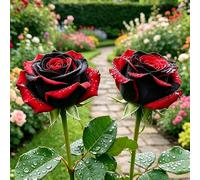 rosa - rampicanti rose rampicanti balcone giardino 3Bulbi