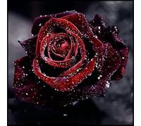 Rosa rara/Rosa ibrida Rizoma/Rizoma/Resistente/Giardino/Facile da curare/Esterno/Perenne-1 Rizoma-G