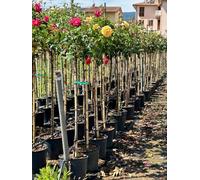 Rosa rifiorente ad alberello rosa "rosai" pianta di rose in vaso ø 24 cm FOTO REALI Vivaio di Castelletto