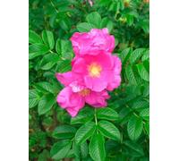 Rosa "Rugosa"