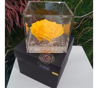 Rosa stabilizzata FlowerCube cubo 10x10 cm