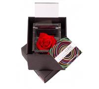 Rosa stabilizzata FlowerCube cubo 8x8 cm