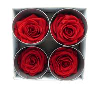 Rosa Stabilizzata Premium Pz 4
