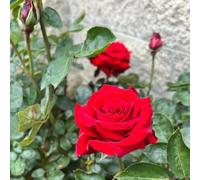 rose decorative selvaggio, d'autunno, semi perenni selvaggio ufficio bonsái semi interni 1200pcs