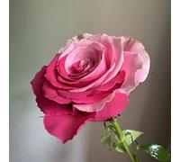 Rose :Decorazione per Casa: Bulbi di Rose Semplici da Coltivare, Perfetti per Iniziatori-3bulbi-F