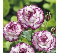 Rose :Decorazione per Casa: Bulbi di Rose Semplici da Coltivare, Perfetti per Iniziatori-4bulbi-H