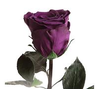 Rose eterne, viola scuro, 30 - 35 cm, resistenti fino a 3 anni, da regalare e per decorare idee regalo per uomini, per compleanno, con rose infinite, regalo per uomo (viola scuro)