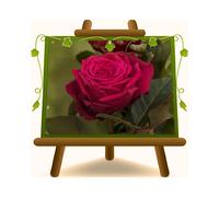 Rose Ibrido di Thea Noblesse Vaso 19x19 cm Eta' 3 anni