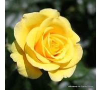 Rose 'Libertà' Bareroot Hybrid Tea Rose. Giallo, profumo intenso, vigoroso