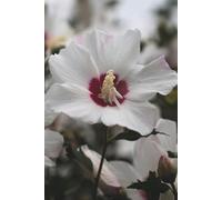 Rose of Sharon Flower Journal: Hardcover, 6 x 9 Inches, 180 Pages, Blank Lined Notebook, Matte Finish. Florals, Hibiscus Flower, Wedding Birthday Lined Journal