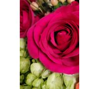 ROSE&PAPER Fine Writing Journal - Rose No. 16, 2026 Collection - for Women, Writers, Students & Rose Lovers: College-Ruled Notebook, 6x9 in (15.24 x ... Hot-Pink Margins - Romantic Floral Cover