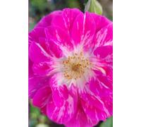 ROSE&PAPER Garden Layout Planner - Graph-Grid Notebook for Raised Beds, Plant Spacing & Seasonal Garden Design (2026 Collection - Rose No. 7): ... gardens, flower beds, and backyard layouts
