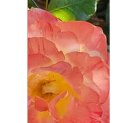 ROSE&PAPER Garden Layout Planner - Graph-Grid Notebook for Raised Beds, Plant Spacing & Seasonal Garden Design (2026 Collection - Rose No. 12): ... gardens, flower beds, and backyard layouts