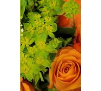ROSE&PAPER Garden Layout Planner - Graph-Grid Notebook for Raised Beds, Plant Spacing & Seasonal Garden Design (2026 Collection - Rose No. 17): ... gardens, flower beds, and backyard layouts