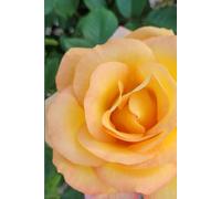 ROSE&PAPER Garden Layout Planner - Graph-Grid Notebook for Raised Beds, Plant Spacing & Seasonal Garden Design (2026 Collection - Rose No. 21): ... gardens, flower beds, and backyard layouts
