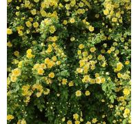 rose rampicanti - facile curare terrazzo esotico pluriennale verdi 250semi