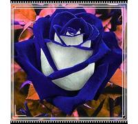 Rose rare Crescita Rapida Bellissimo Giardino Facile Da Mantenere-3bulbi-a