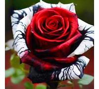 Rose rare Crescita Rapida Bellissimo Giardino Facile Da Mantenere-3bulbi-g