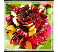 Rose rare Crescita Rapida Bellissimo Giardino Facile Da Mantenere-4bulbi-b