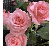 Rose resistenti, Bulbi di Rose Facili da Coltivare - Ideali per Iniziatori, Decorazione Interna ed Esterna-2bulbi-E