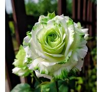 Rose resistenti, Bulbi di Rose Facili da Coltivare - Ideali per Iniziatori, Decorazione Interna ed Esterna-2bulbi-G