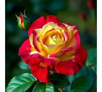 Rose resistenti, Bulbi di Rose Facili da Coltivare - Ideali per Iniziatori, Decorazione Interna ed Esterna-3bulbi-B