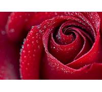 Rose rosse in fiore con gocce d'acqua - Set di puzzle in legno da 500 pezzi: gioco di puzzle rilassante fai da te, rompicapo (14+)