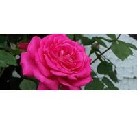 Rose Seed Seeds ONLY